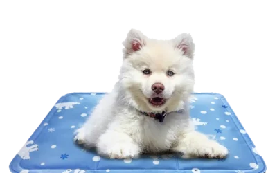 How Do Dog Cooling Mats Work? A Comprehensive Guide For B2B Clients